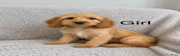 Cockapoo dogs for sale: Cockapoo Puppies Ready Now  - Advert 8