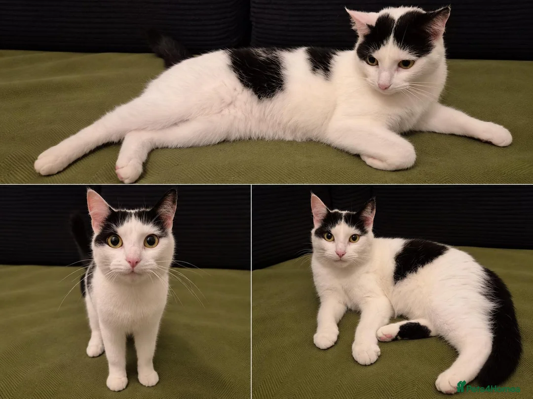 Mixed Breed cats for sale: Beautiful small cat in Eastbourne - Advert 1