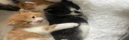 Mixed Breed cats for sale: 4 playful kittens ready to find their forever home - Advert 33