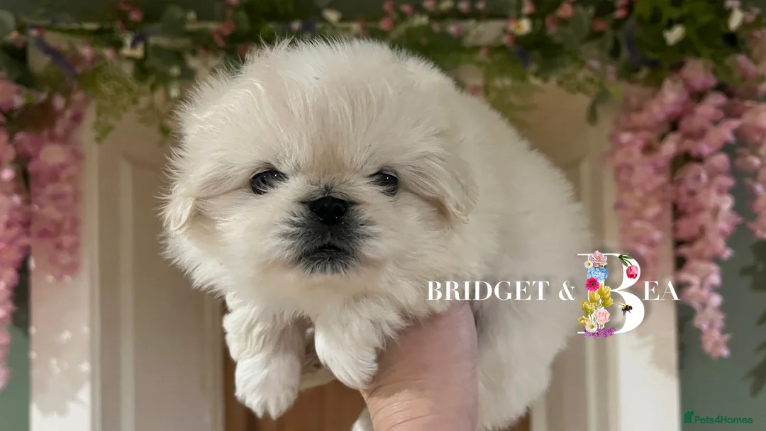 Pekingese dogs for sale: 🩷READY NOW 1 girl 1 boy 🩵 - Advert 5