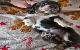 Dachshund dogs for sale: Short and long hair miniature dashund  - Image 9