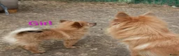Pomeranian dogs for sale:  1 boys - Advert 28