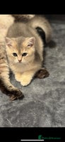 Scottish Fold cats Scottish Shorthair fluffy purebred kittens - Advert 5