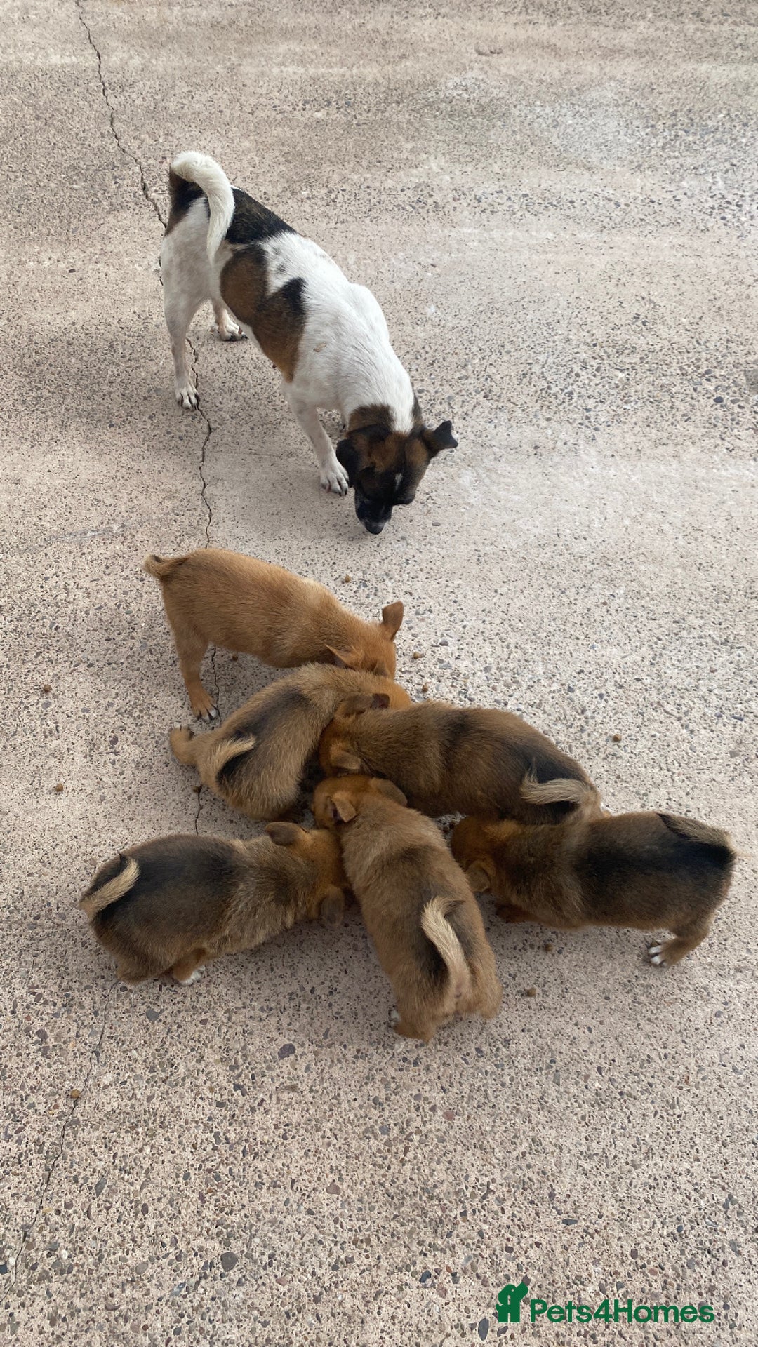 Mixed Breed dogs for sale: Jack Russel cross Pomeranian puppy’s  - Image 13