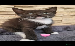 Mixed Breed cats for sale: Kittens 🐈‍⬛ - Image 4