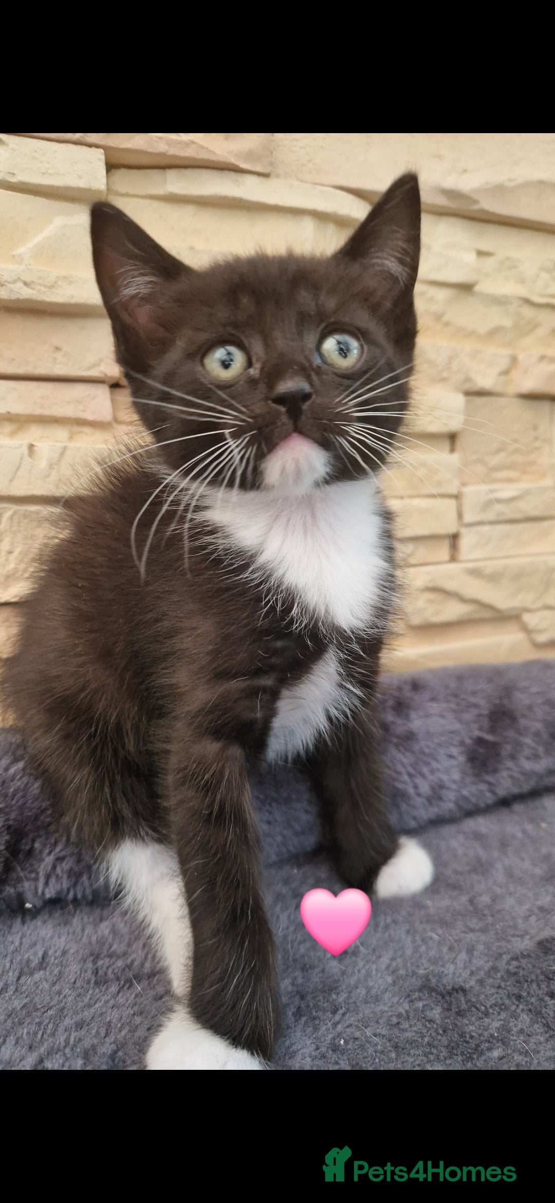 Mixed Breed cats for sale: Kittens 🐈‍⬛ - Image 4