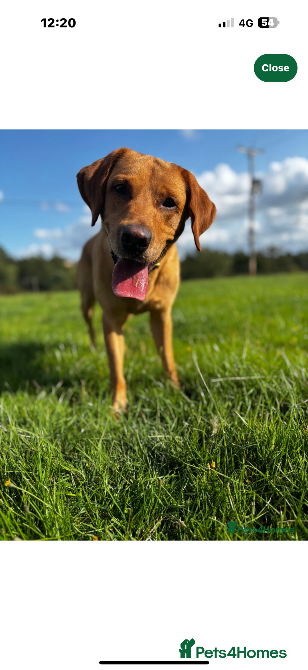 Labrador Retriever dogs for sale: Kc registered Labrador 5 star homes only  - Advert 3