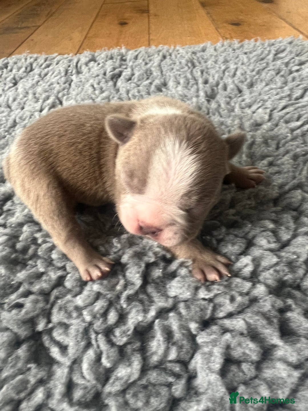 Boston Terrier dogs for sale: Boston terrier puppies - Image 19