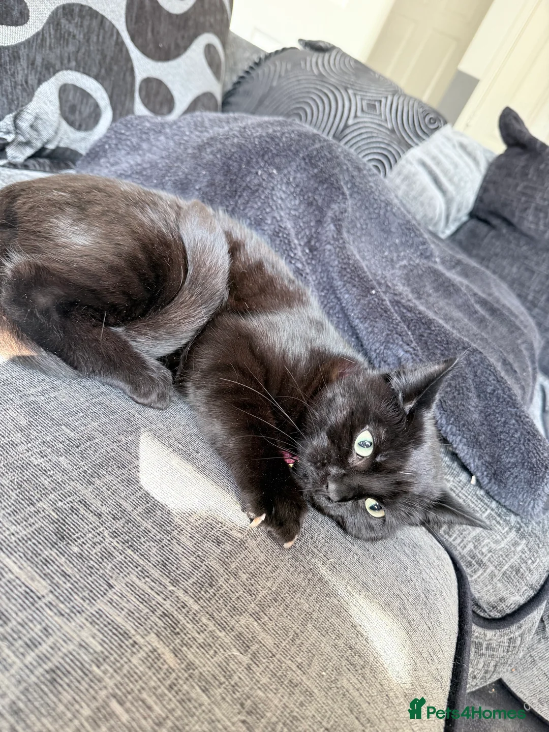 Mixed Breed cats for sale: Female kitten  in Southampton - Advert 7