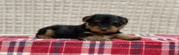 Welsh Terrier dogs for sale: BEAUTIFUL WELSH TERRIER PUPPIES  - Advert 20