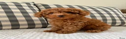 Cockapoo dogs for sale: Health tested cockapoo puppies  - Advert 12