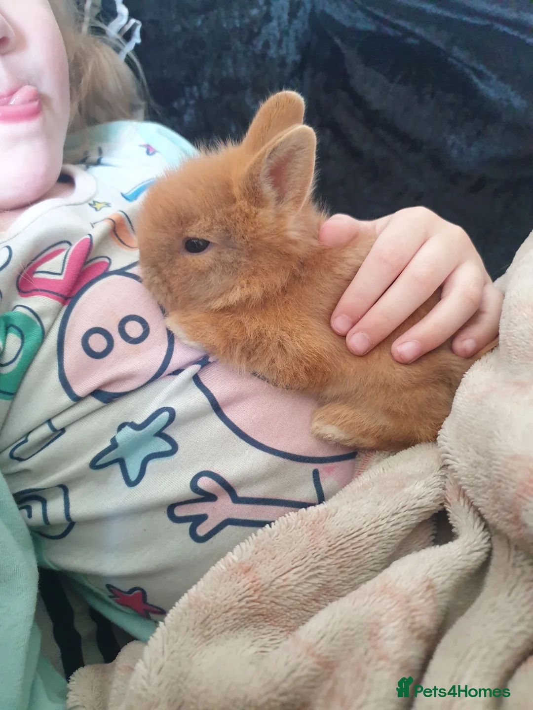 Lionhead rabbits for sale: 4 beautiful lionhead rabbits for sale in Blackburn - Advert 2