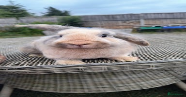 Mini Lop rabbits - Advert 4