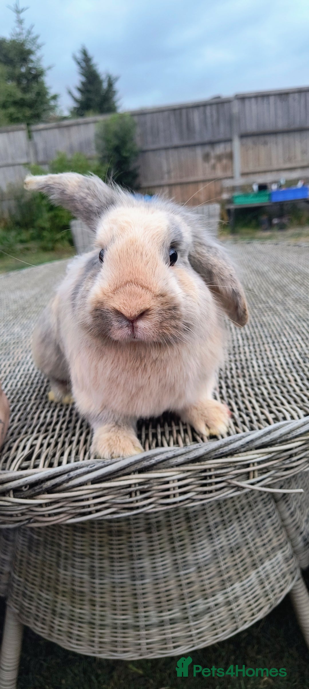 Mini Lop rabbits for sale: Mini lop *PLEASE READ* - Image 2