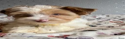 Yorkshire Terrier dogs for sale: Colourful Yorkshire terrier - Advert 4