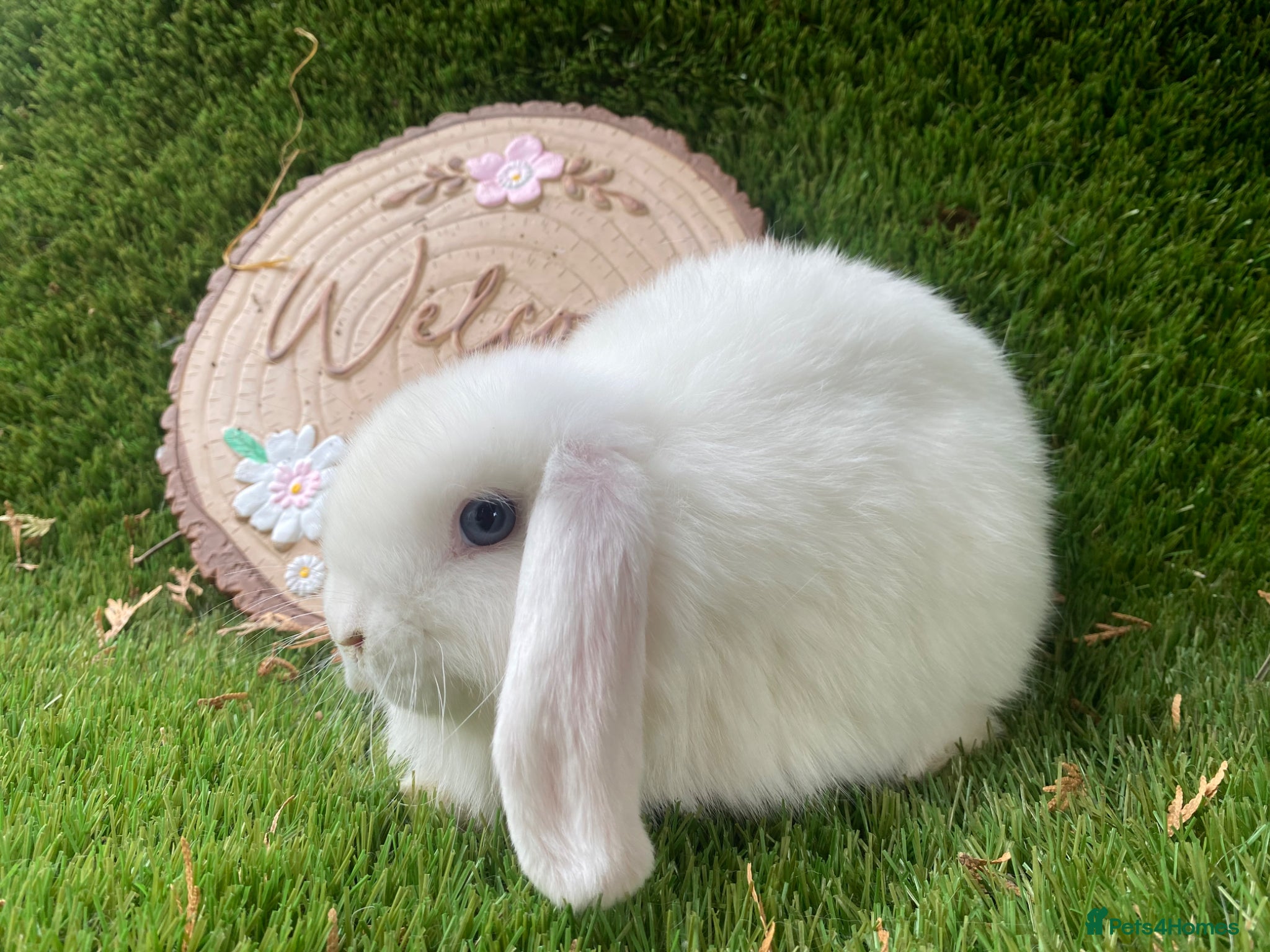 Mini Lion Lop rabbits Mini lop girl  - Advert 11