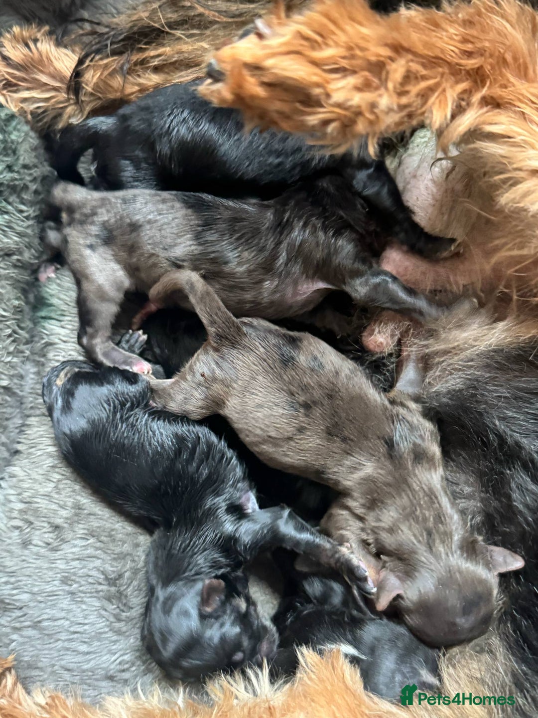 Mixed Breed dogs for sale: Gorgeous fluffy Yorkiepoos - Image 7