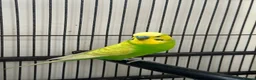 Budgerigars birds for sale: Male budgie - Advert 2