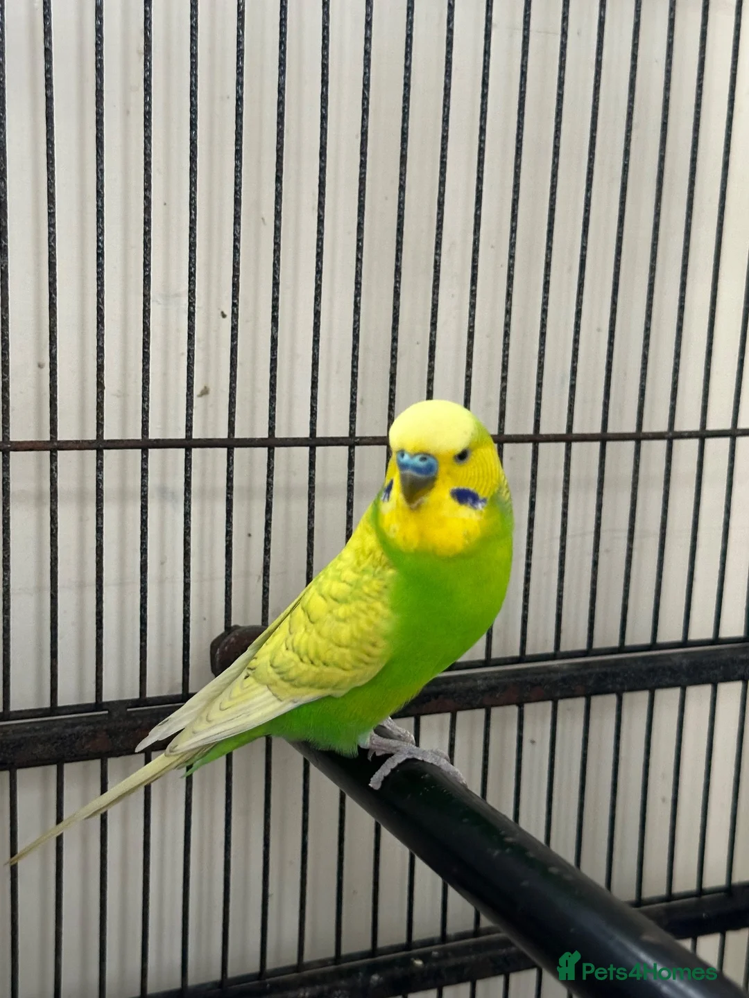 Budgerigars birds for sale: Male budgie - Advert 2
