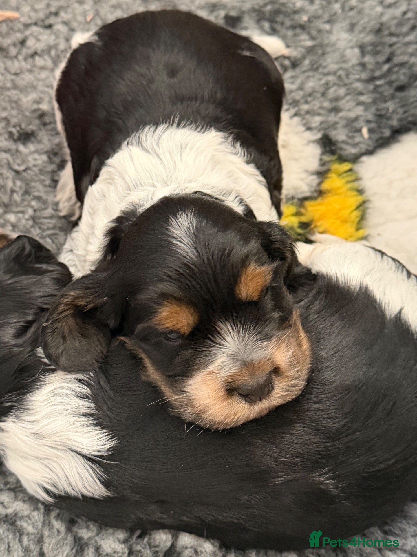 Cocker Spaniel dogs Stunning show type Cocker spaniel puppies  - Advert 2