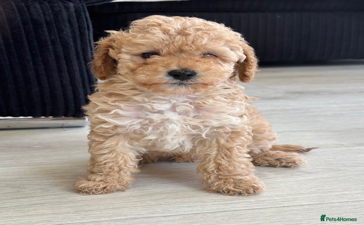 Toy Poodle dogs - Advert 1