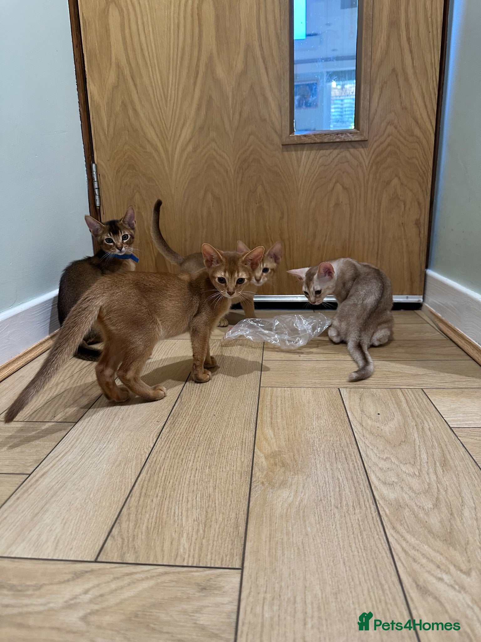 Abyssinian cats Abyssinian kittens  - Advert 2