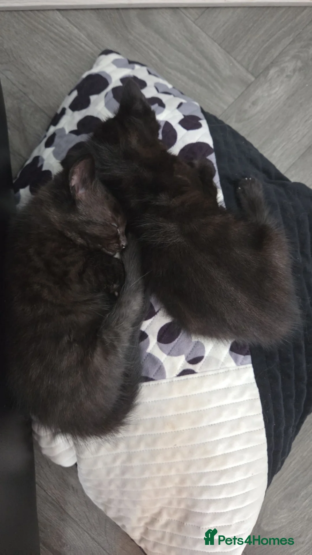 Mixed Breed cats for sale: 2 beautiful kittens looking for their forever home in Leeds - Advert 4