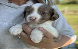 Sprollie dogs for sale: Beautiful Unique Sprollie Puppies - Image 24