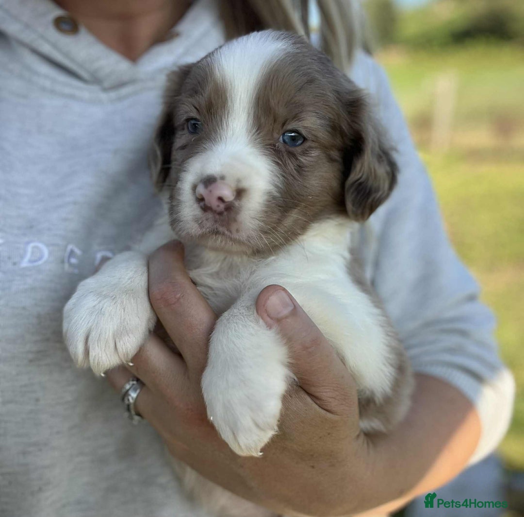 Sprollie dogs for sale: Beautiful Unique Sprollie Puppies - Image 24