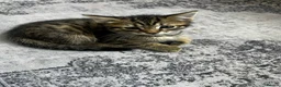 Mixed Breed cats for sale: Mixed marble litter - Advert 8