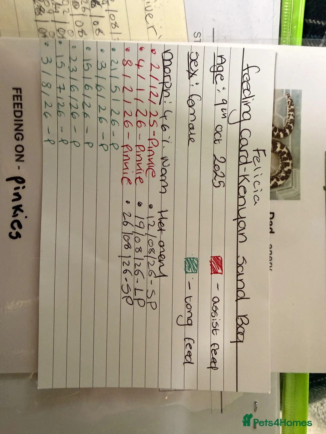 Boa Snake reptiles for sale: Female Kenyan sand boa, 46% Dodoma-Het anary in Peterlee - Advert 4