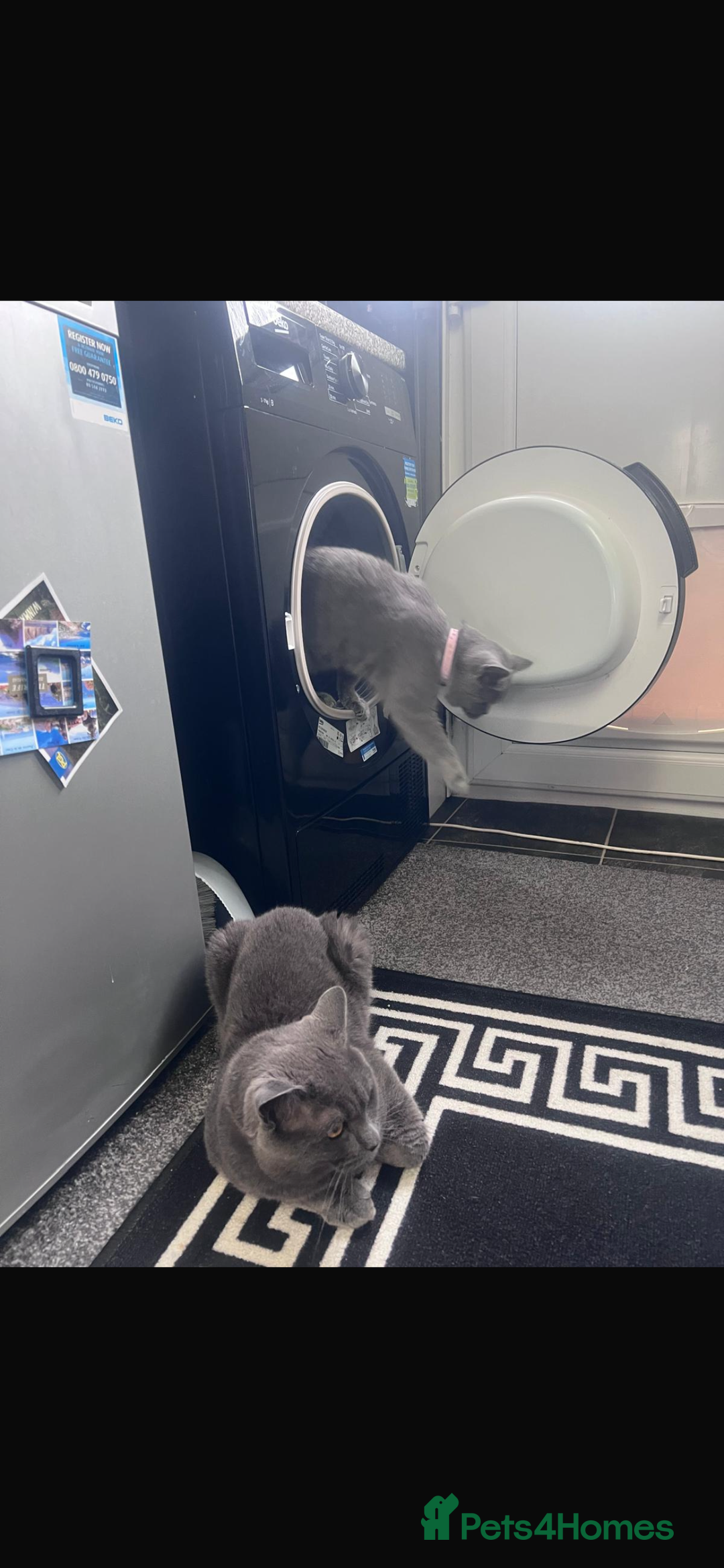 British Shorthair cats for sale: Male British shorthair  - Advert 1