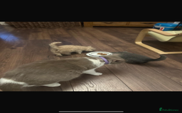 British Shorthair cats for sale: Full Pedigree Cream & Blue BSH Kittens READY - Image 3