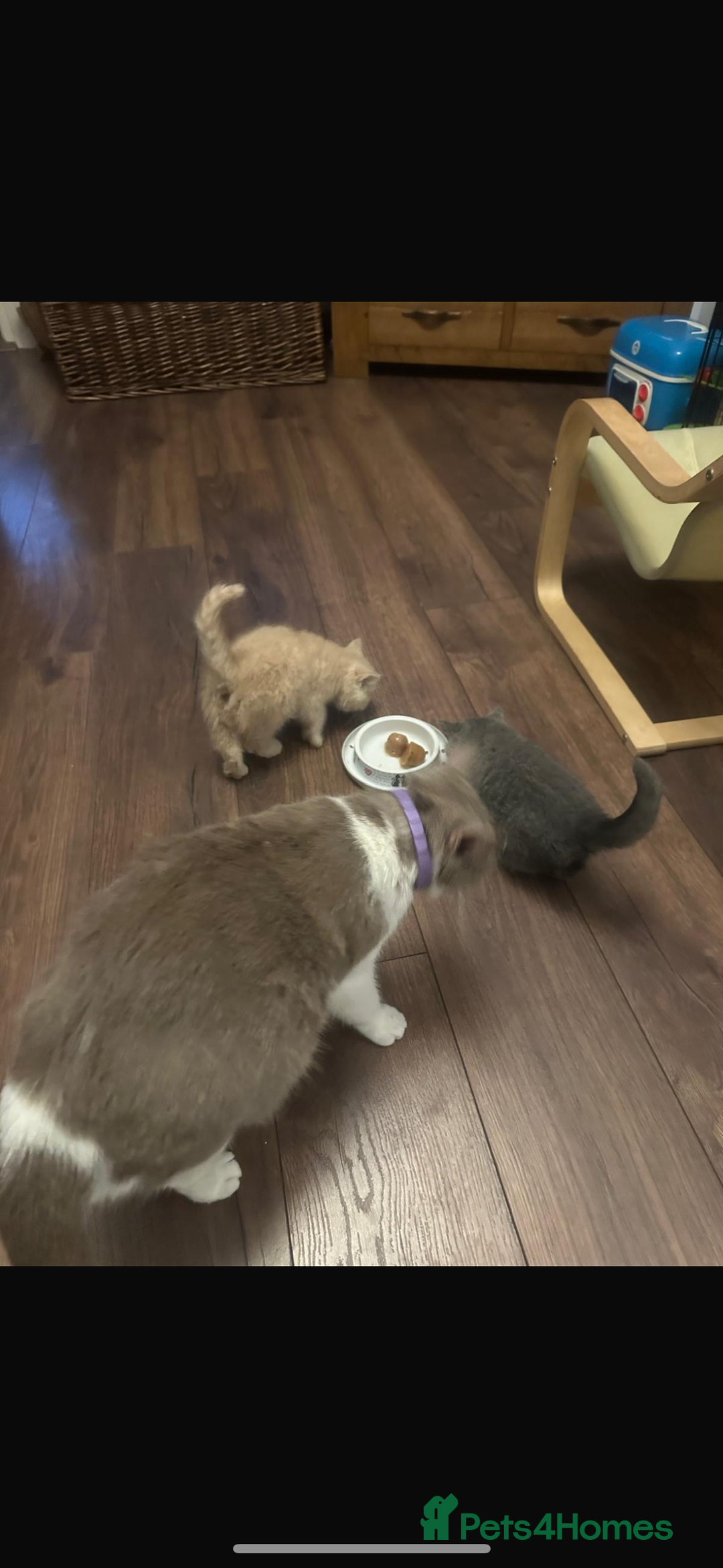 British Shorthair cats for sale: Full Pedigree Cream & Blue BSH Kittens READY - Image 3
