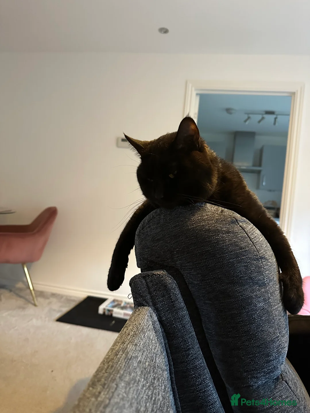 Mixed Breed cats for adoption: The God of Mischief - Advert 6