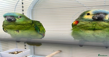 Parrots birds - Advert 5