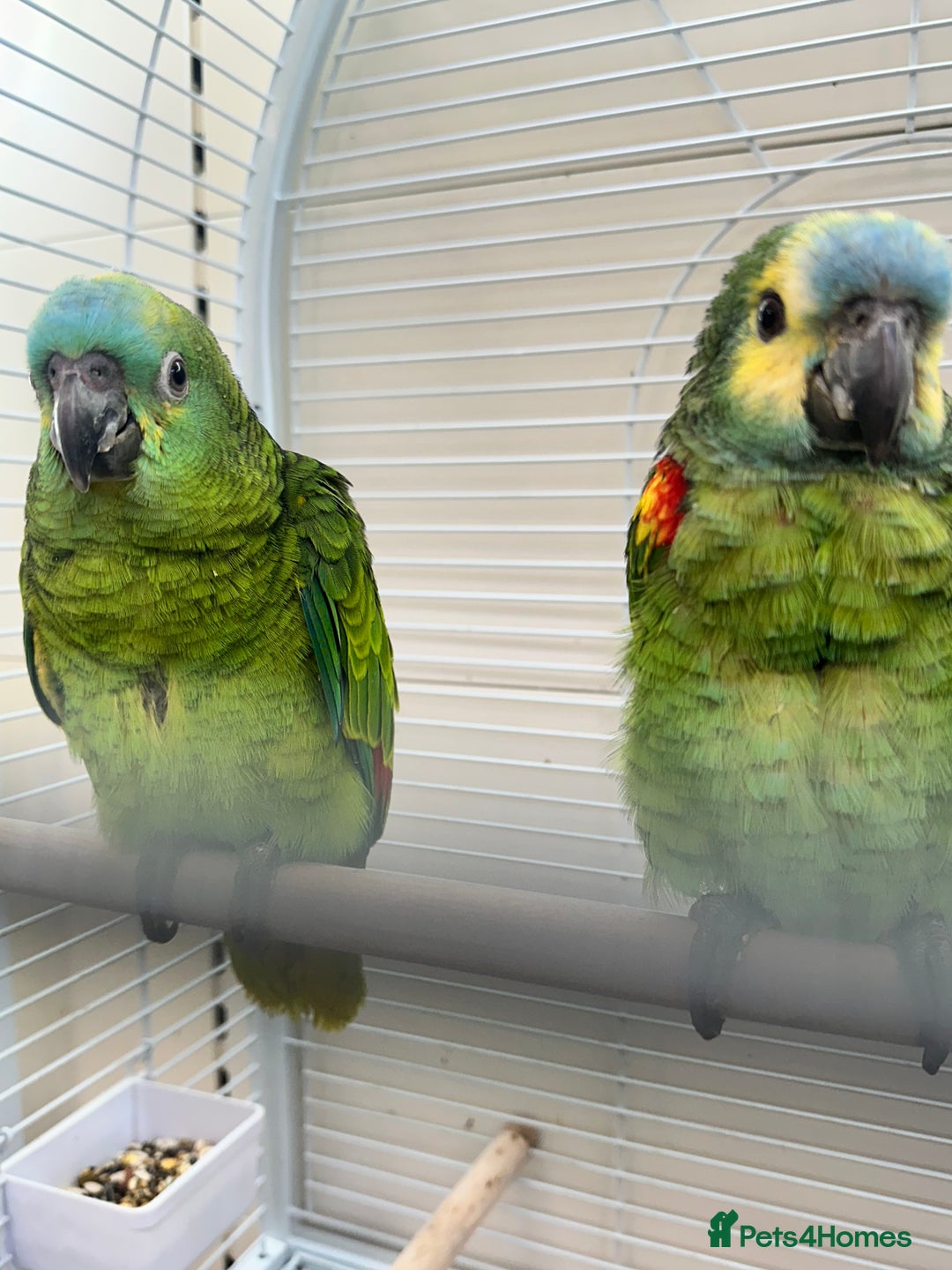 Parrots birds for sale: Hand Reared Blue Fronted Amazons - Image 2