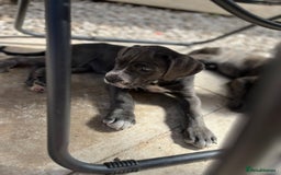 Cane Corso dogs for sale: Purebred Cane Corso puppies  - Image 12