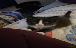 Maine Coon cats for sale: Maine Coon X Ragdoll  - Advert 4