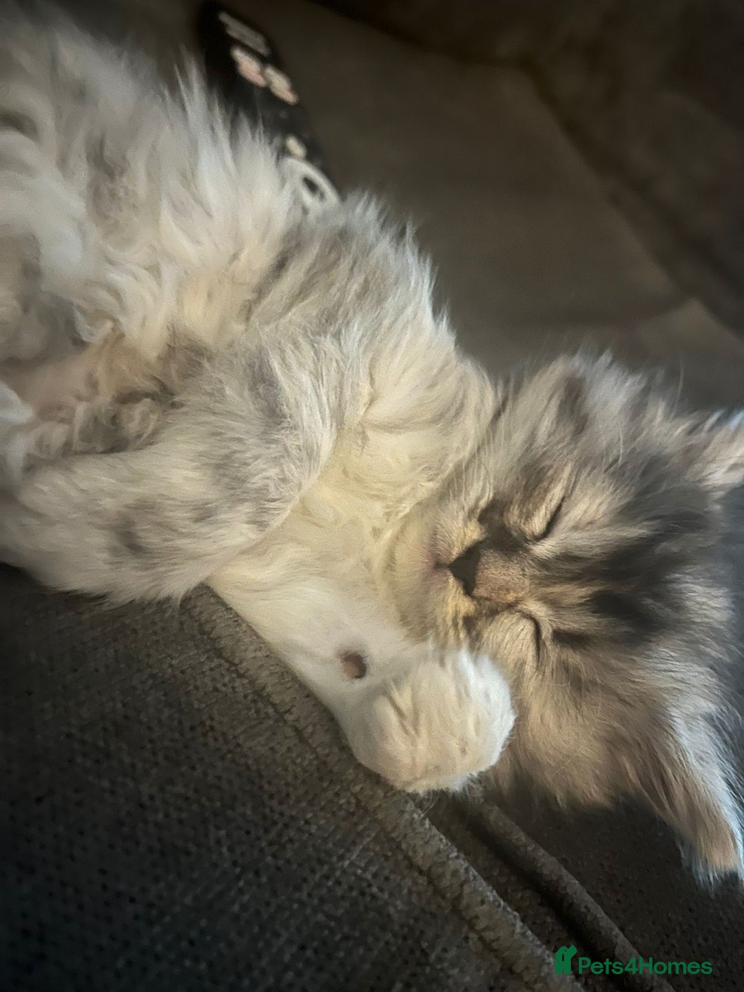 Maine Coon cats for sale: Half Maine coon kitten - Advert 2