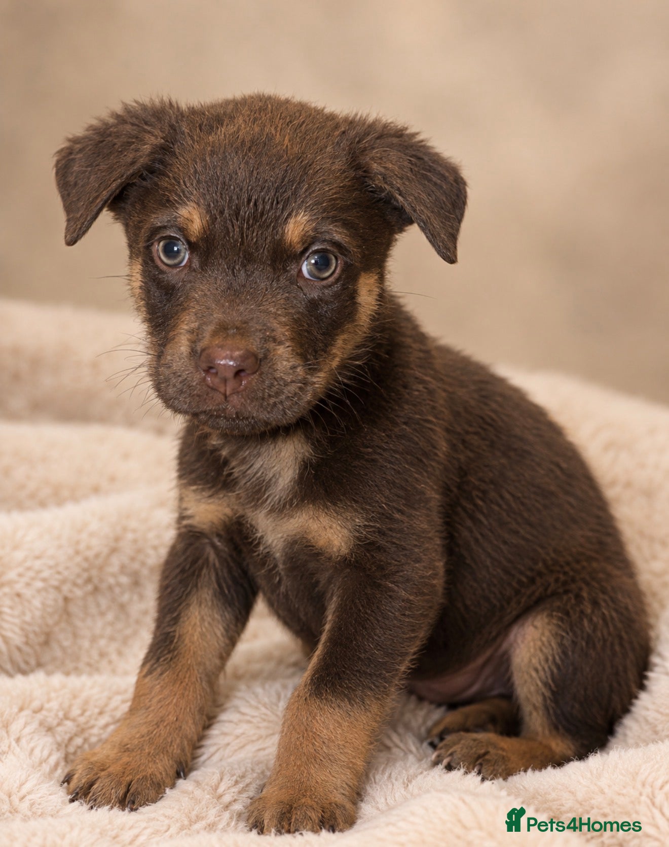 Mixed Breed dogs Rottweiler X Belgium Mali Puppies - Advert 2