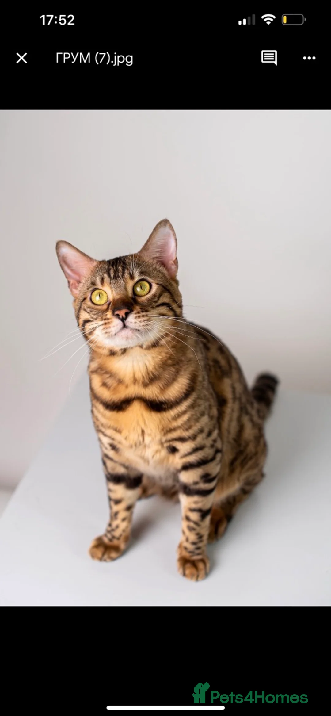 Bengal cats for stud: Stud cat Tica actives 5 generations pedigree  in Barnsley - Advert 22