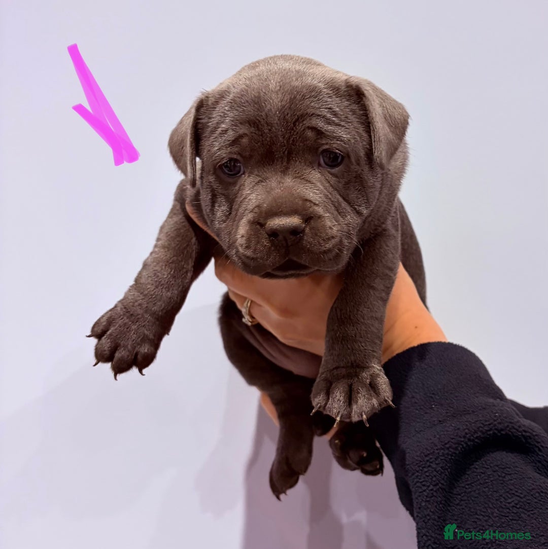 Staffordshire Bull Terrier dogs for sale: Blue Staffordshire bull terriers  - Advert 2