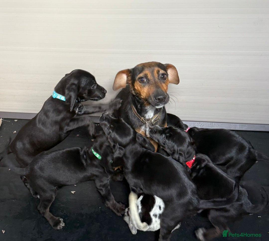 Mixed Breed dogs for sale: 6 beautiful jack russle cross cocker spaniels  - Image 39