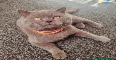British Shorthair cats - Advert 4