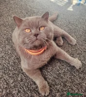British Shorthair cats - Advert 4