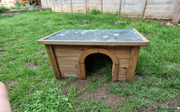 Mini Lop rabbits for sale: Mini lops for sale  - Image 13