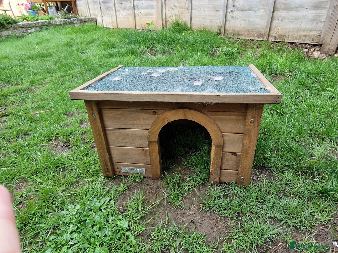 Mini Lop rabbits for sale: Mini lops for sale  - Image 13
