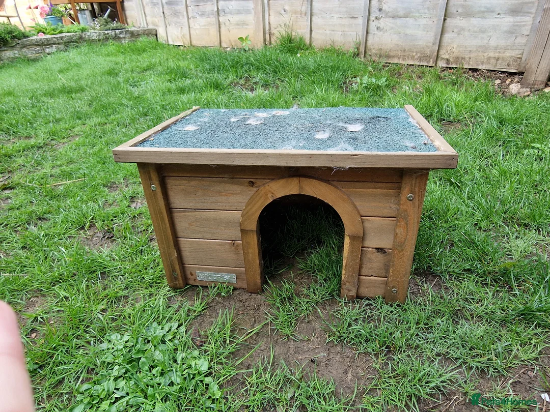 Mini Lop rabbits for sale: Mini lops for sale  - Advert 13