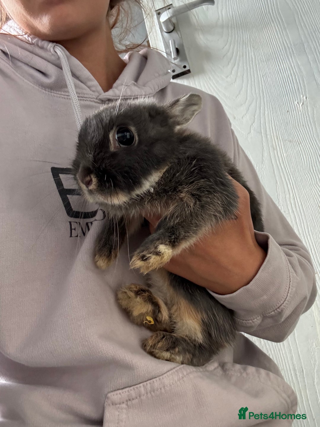 Netherland Dwarf rabbits for sale: Two female bunny’s  - Image 1
